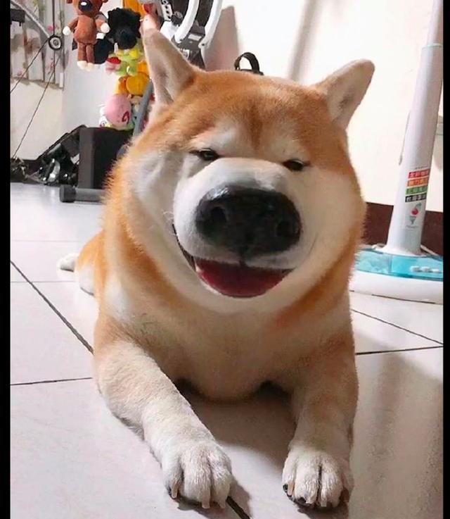 网友用视频特效拍狗狗它的鼻子嘴巴瞬间变大不自觉的跟着笑