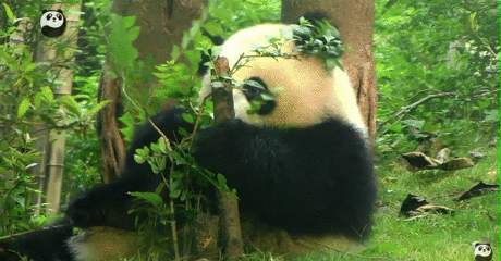 熊猫心动动态图片图片