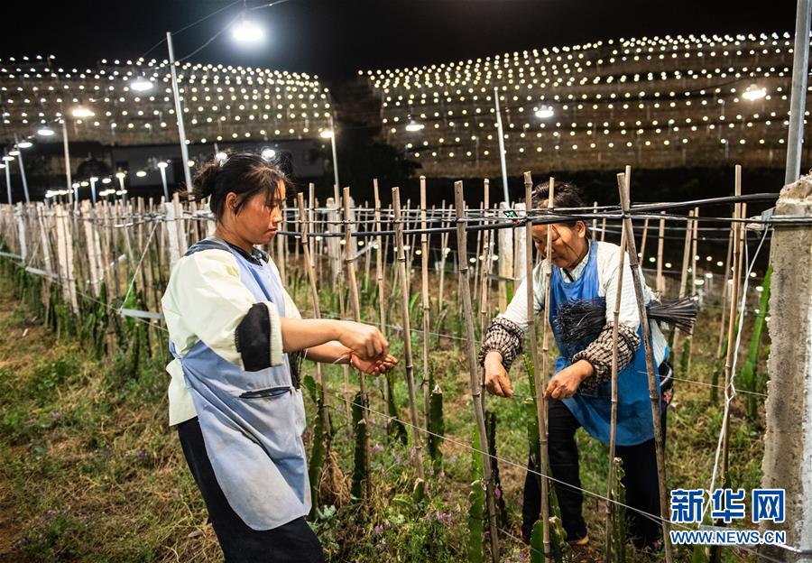 在镇宁布依族苗族自治县良田镇坝草村火龙果种植基地,工作人员将火龙