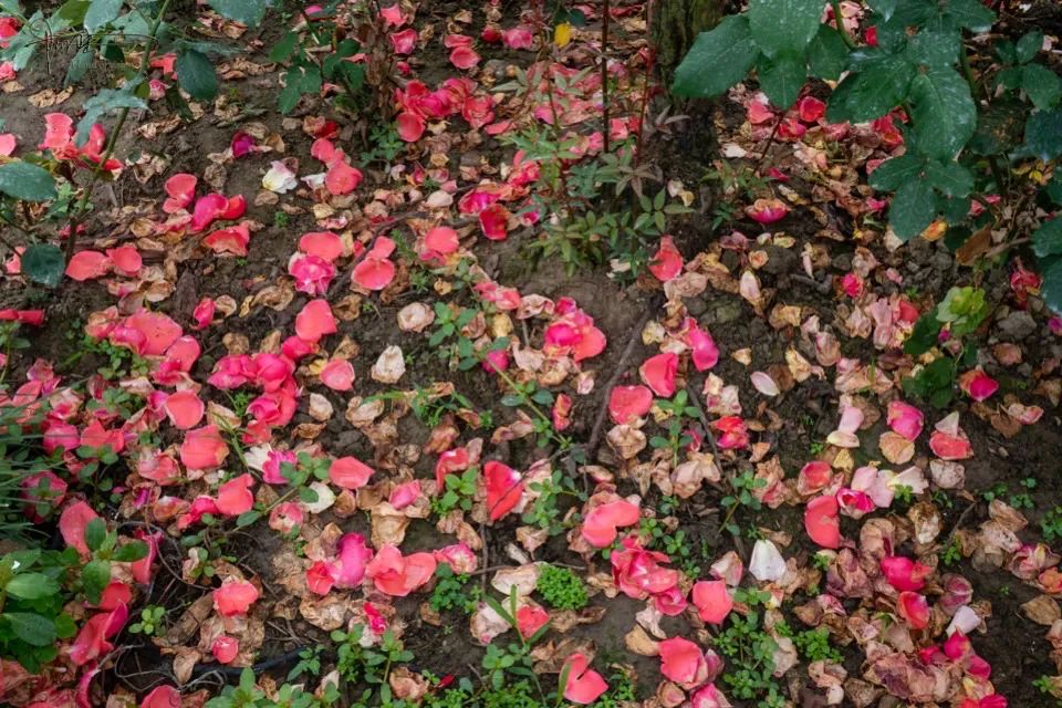 当月季花落地成泥就变成了最好的把料