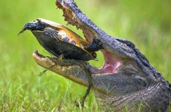 鳄鱼这次傻了吧,好好的吃乌龟不行还搞什么生吞你猜出现状况