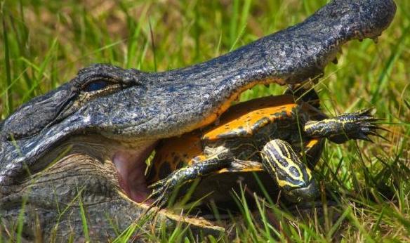 鳄鱼这次傻了吧,好好的吃乌龟不行还搞什么生吞你猜出现状况