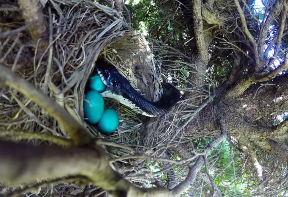 他把这几个鸟蛋放在这里精心呵护结果却飞来横祸