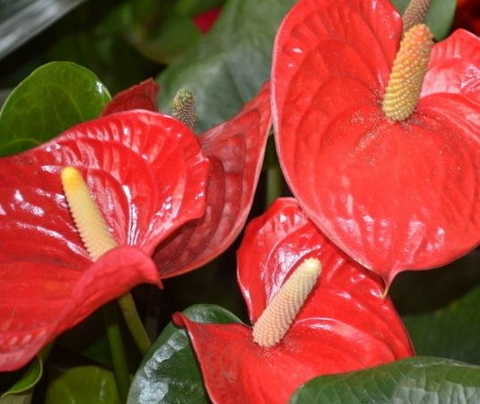 三种养在家里的转运花,在家里养一盆,颜值爆表还能招好运