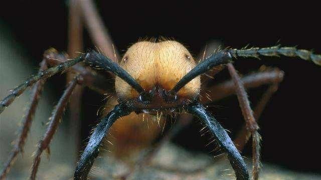 把蚂蚁放大1000倍后它们能否统治地球为什么