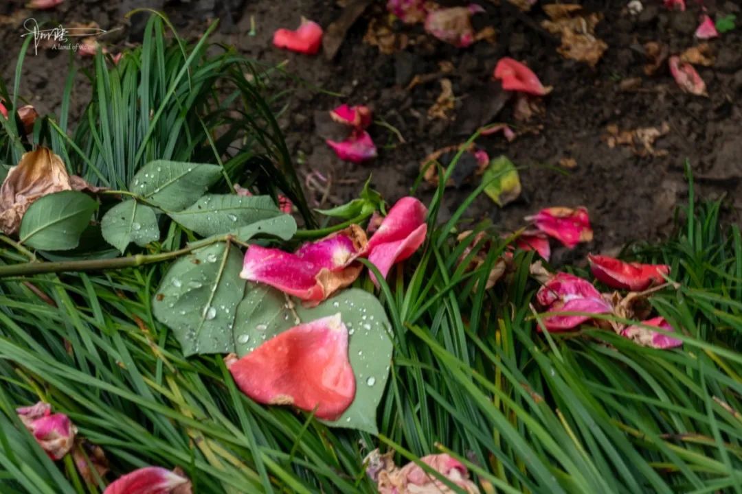 当月季花落地成泥就变成了最好的把料