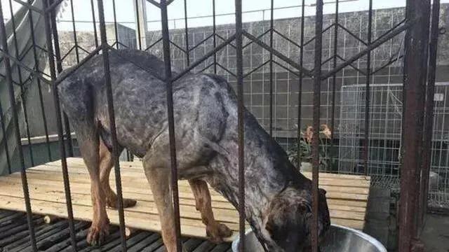 当凶残的藏獒把毛剃掉之后,这还是我认识的"东方神犬"吗?