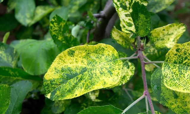 苹果树花叶病严重什么药管用?别搞错了,有效的是肥不是药