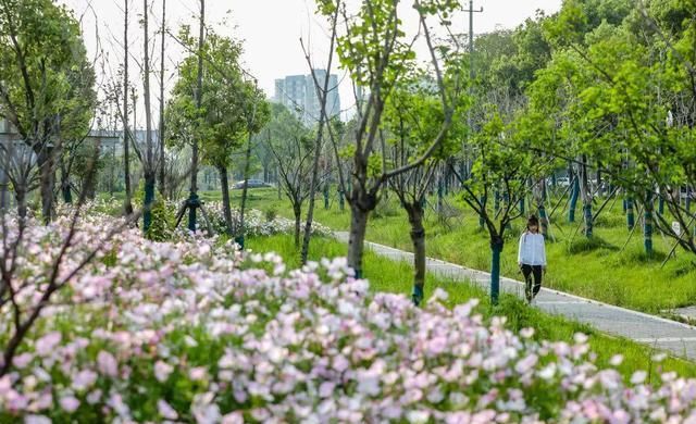 快看!南京桥北这里,美极了!