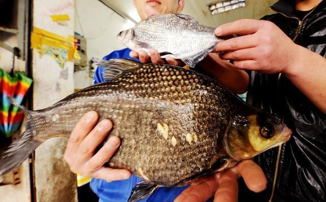 风鱼:鱼香醉深处,生活真味浓