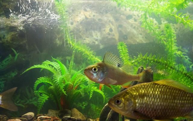 山区池塘生态混养模式罗非鱼套鲫鱼或斑点叉尾鮰技术