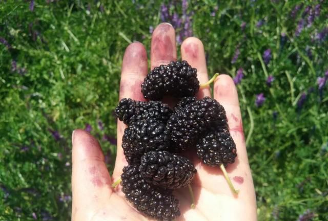 保山金鸡桑葚果悄然成熟酸酸甜甜挑逗味蕾