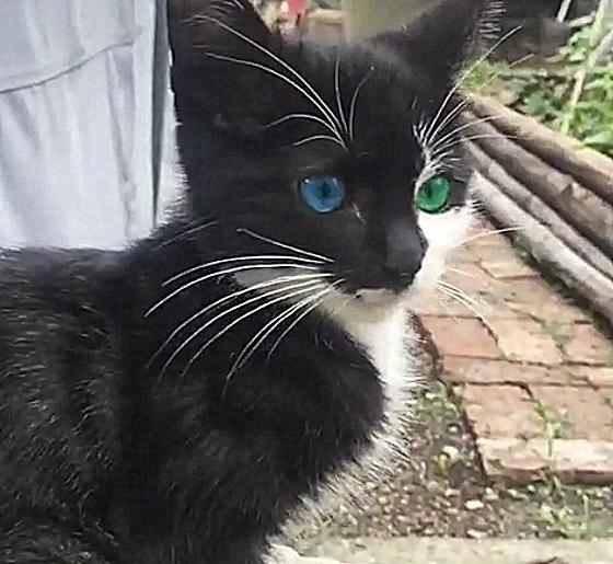 养宠科普:异瞳猫,其实是猫咪罹患了虹膜异色症.