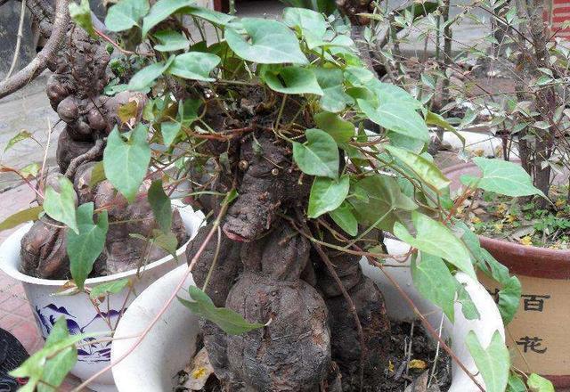 何首乌|植株|植物_新浪新闻