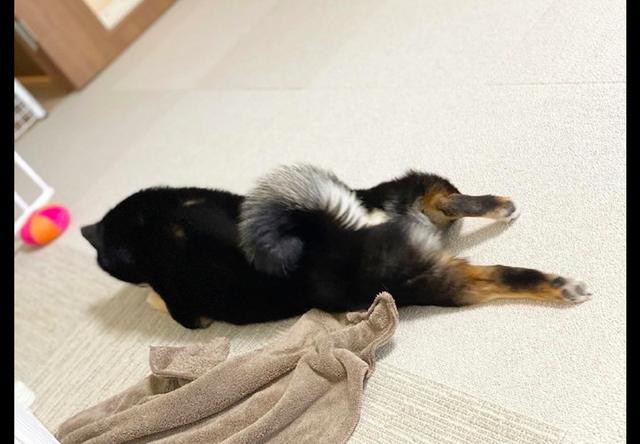 柴犬趴在地上玩,两条后腿还不停的切换姿势,好像玩手机的我!