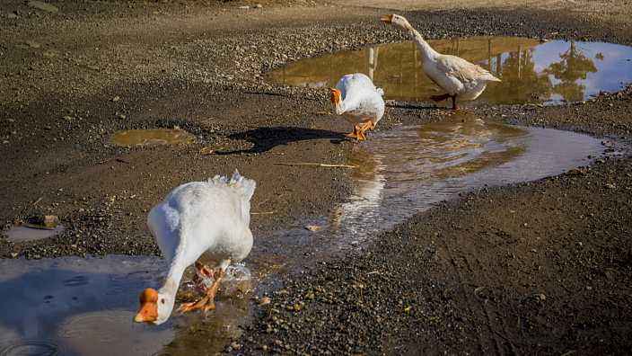 为什么说养了鹅的人家蛇不敢去蛇到底在怕什么