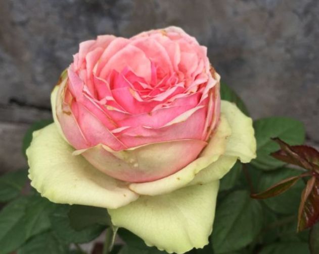 有一种月季,名叫"火龙果",真想切开吃了!