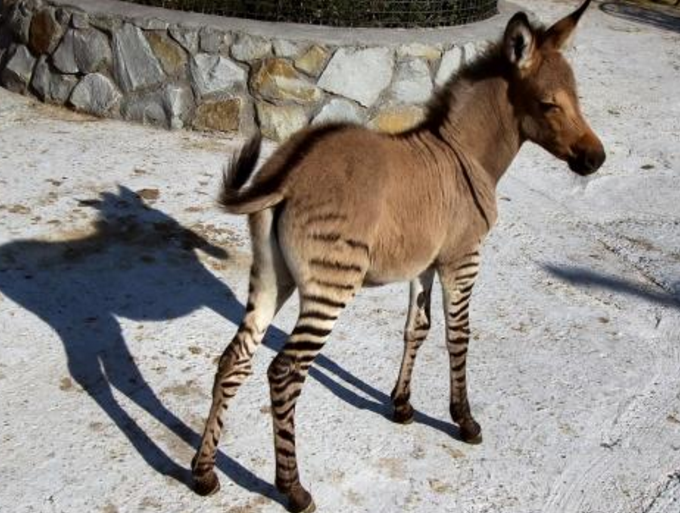 前半身像斑马,后半身像马,它是当地人曾经最佳的"看门犬"