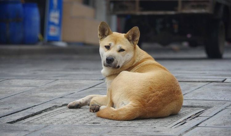 小土狗车站徘徊一星期,看到它脖子上的牌子,保安都没有赶它走!