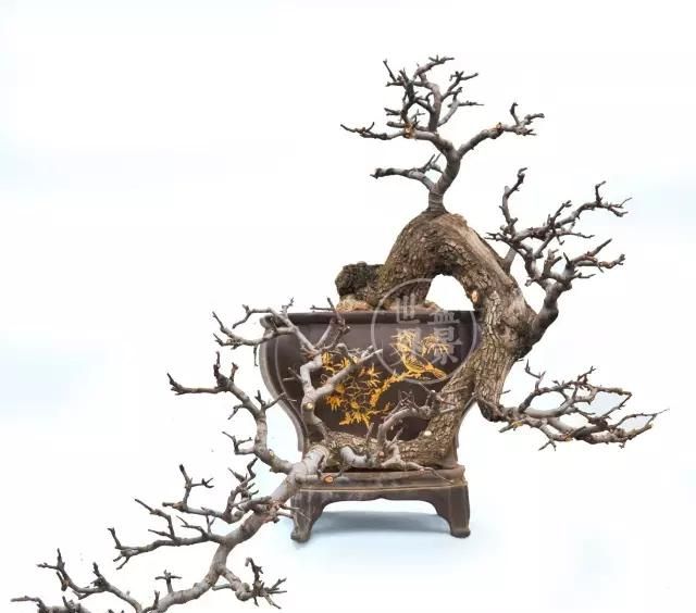 盆景造型基础知识蟠扎蓄枝法