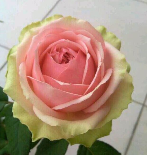 有一种月季,名叫"火龙果",真想切开吃了!