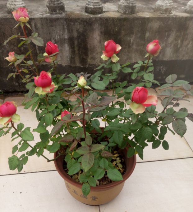 有一种月季,名叫"火龙果",真想切开吃了!67