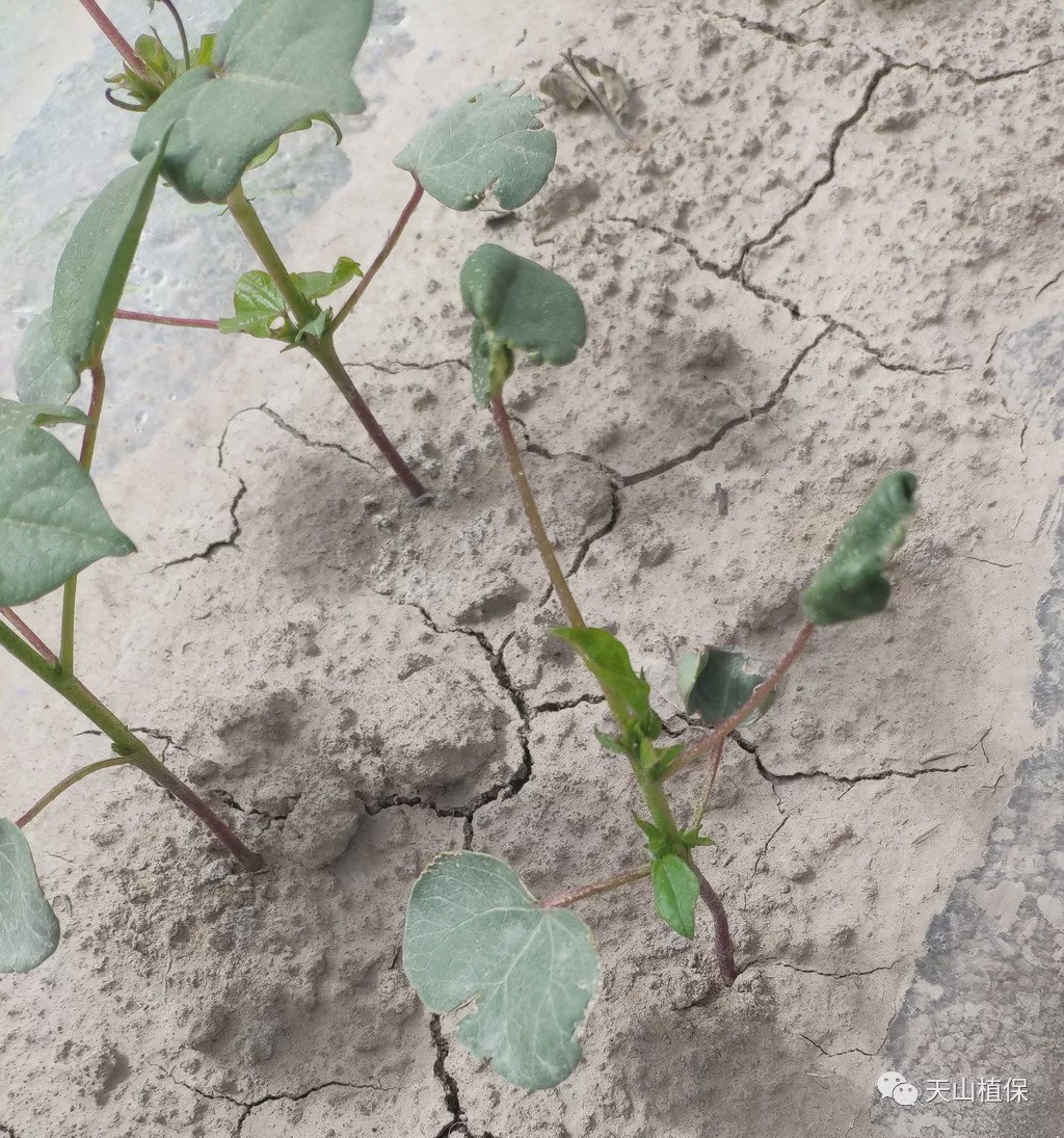 棉花棉蓟马发生特点,原因分析及防治措施