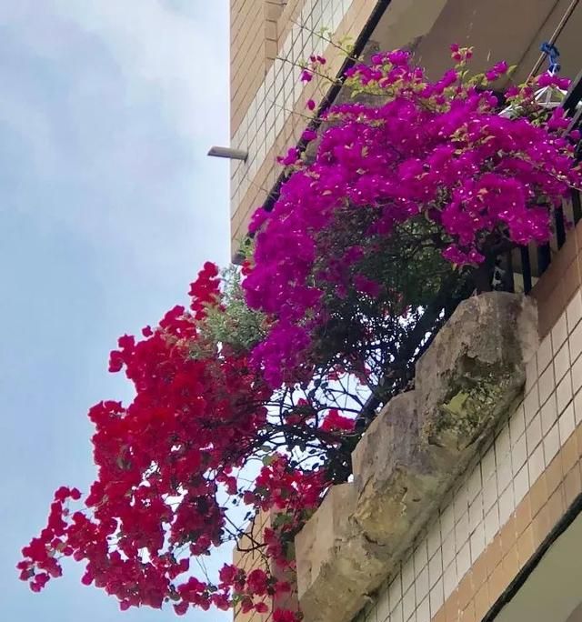 成都这栋居民楼家家阳台种满三角梅(视频)