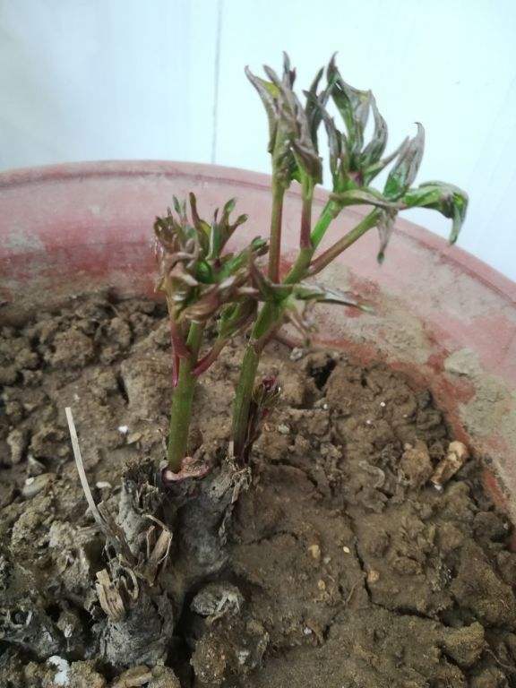 很多人爱吃香椿,可你知道它也能扦插吗?阳台花盆也能种!