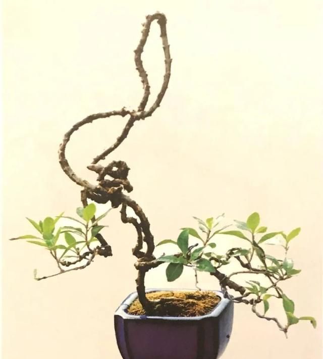 阳台枸杞种出新高度,不仅要它开花结果,还要造型成微型盆景