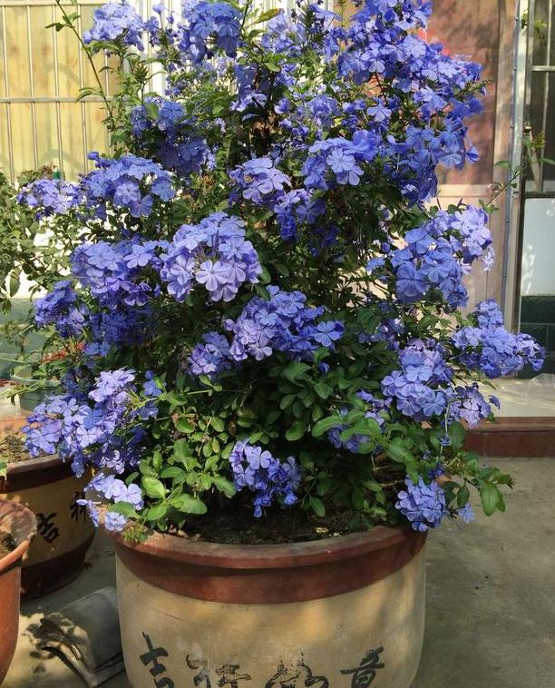 夏季天热养殖蓝雪花盆栽好管理花期贼长看着忒清凉