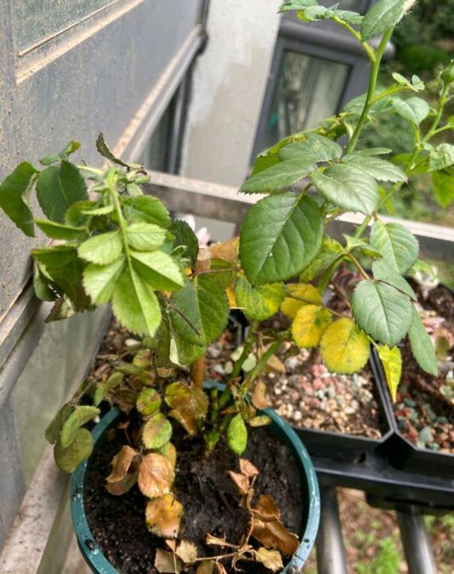 月季在夏季施肥和浇水有妙招,稍不注意直接就枯萎死苗难开花