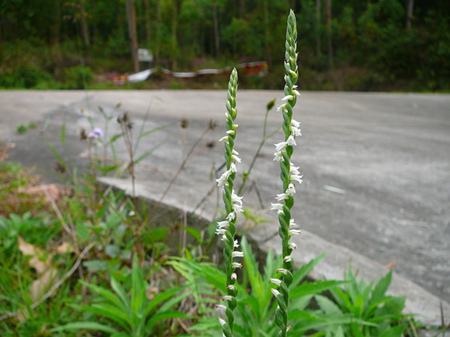 盆栽花卉绶草的养护方法