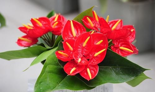这几种好运花,摆在家里绿油油,好养寓意好,谁养谁知道!