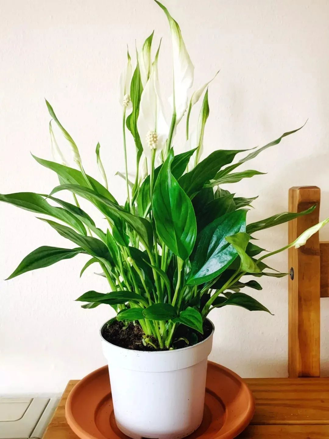 买盆花去哪里买(去哪里买盆栽花卉便宜)