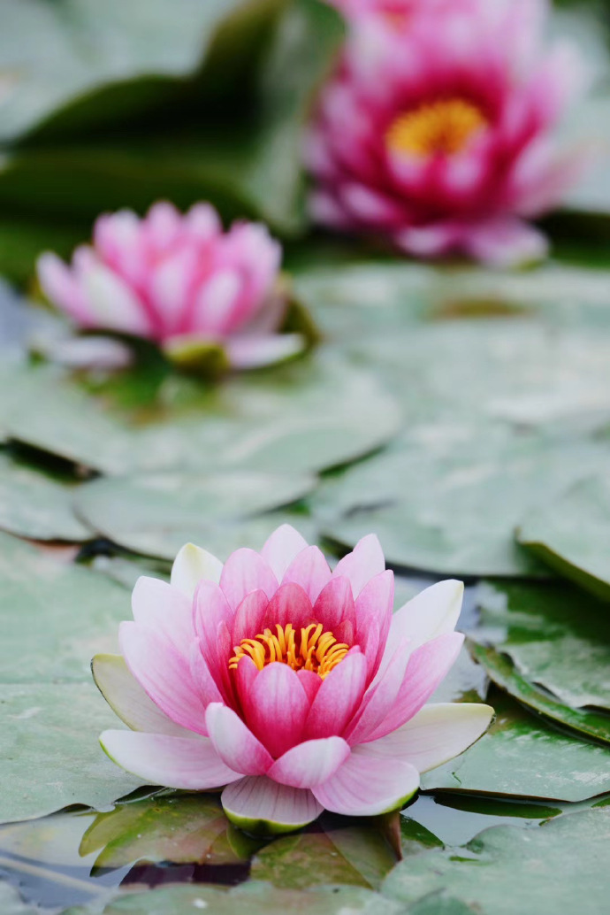 實拍北京南海子公園盛開的睡蓮花圖