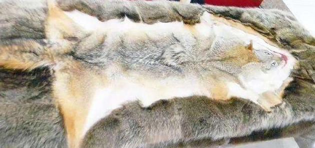 女大学生带家传"狼皮"鉴定,专家情绪失控