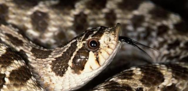 蛇界中的铁憨憨丢尽了蛇类的脸猪鼻蛇当真是个奇葩