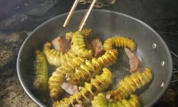 云南|花蜘蛛|大青虫_新浪网