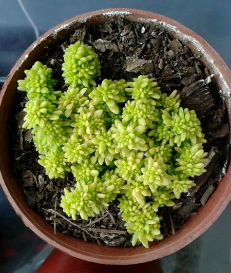 老式屋顶长满了宝塔多肉,颜色翠绿很养眼,挖几棵埋盆里好养