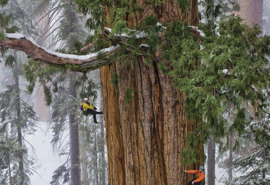 从恐龙时代活到现在亥伯龙神用了24亿年长到115米高