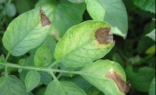 匪夷所思:植物叶尖和叶缘一夜之间发生枯焦,这可咋办?