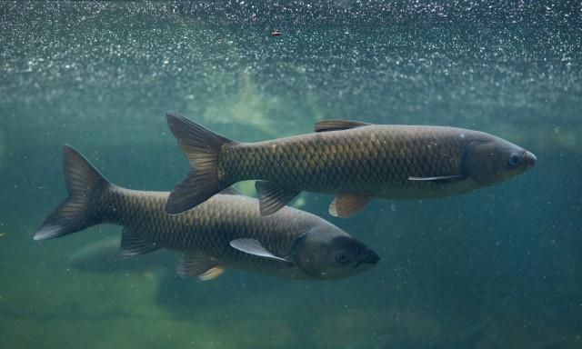 草鱼|视觉|鱼_新浪网