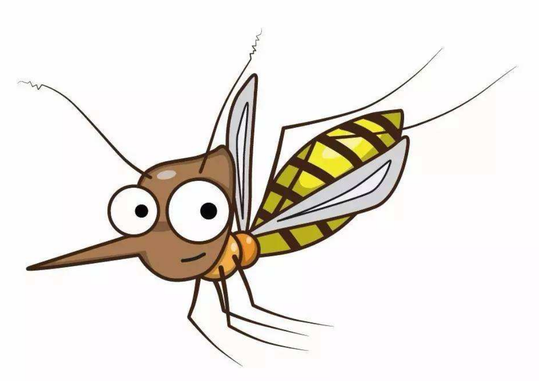 蚊子的外形怎么写图片