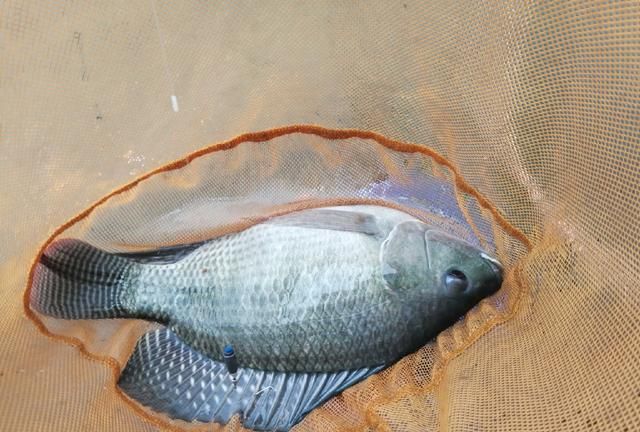 近期的几次黑坑罗非总结,想钓大非的收藏