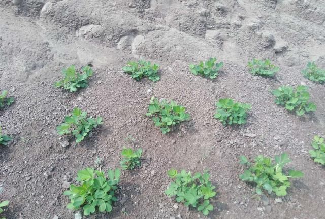 石谷子地种花生就要这样干荚果多而饱满收获容易还增产