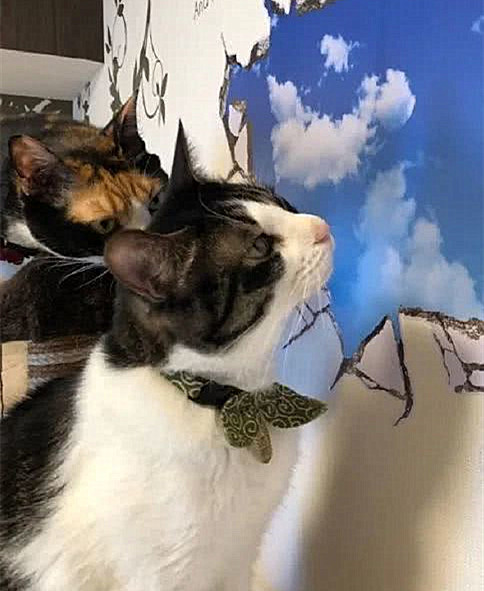 猫咪把墙挠坏了换上壁纸后主子们的反应太好笑可以看一整天
