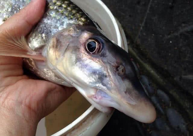 长江水米子,最好吃江鱼之一,如今已难觅踪迹