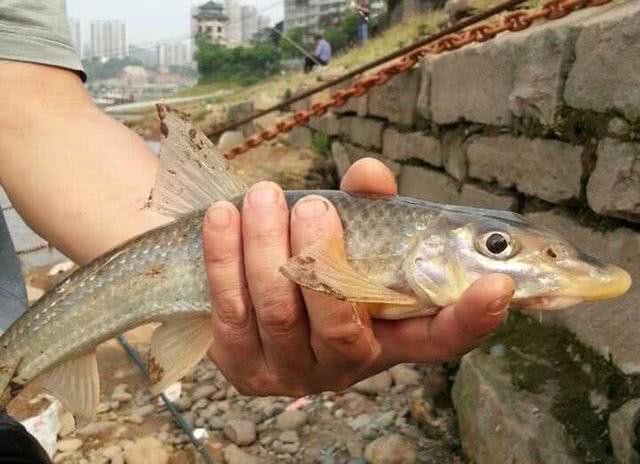 长江水米子,最好吃江鱼之一,如今已难觅踪迹
