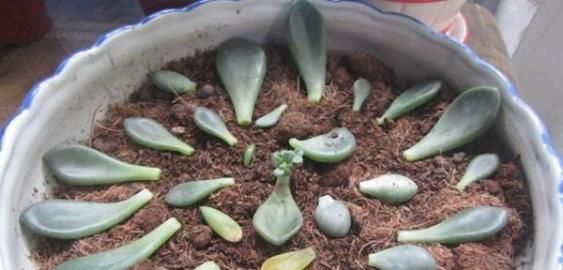 多肉植物的扦插秘诀轻轻松松一盆变10盆新手5分钟学会